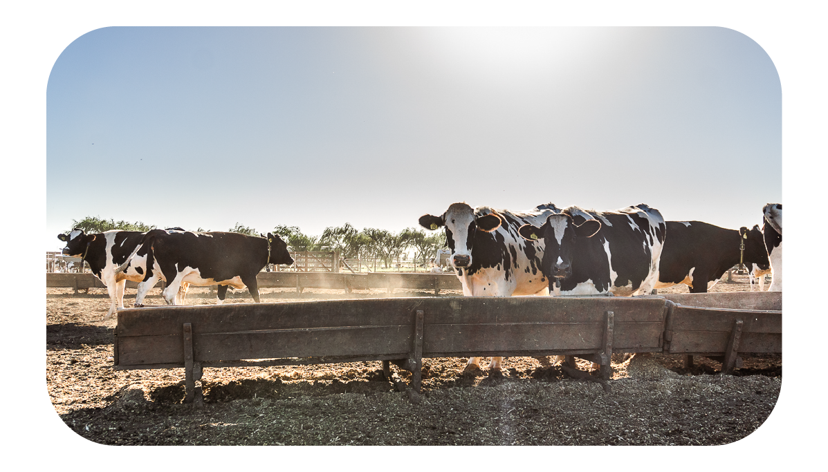 ELEMENTOS WEB MONTHEY-71