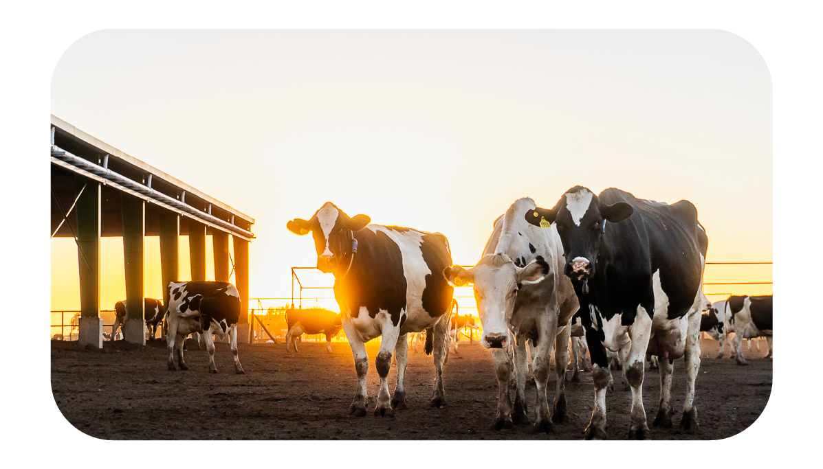 ELEMENTOS WEB MONTHEY-73