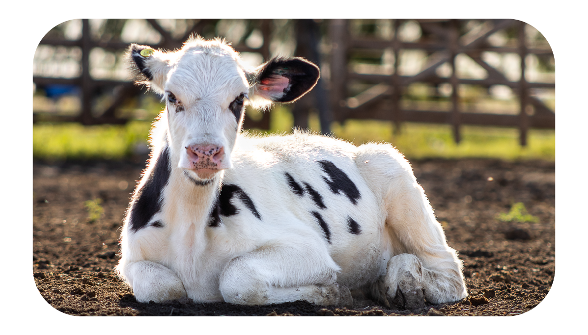 ELEMENTOS WEB MONTHEY-74