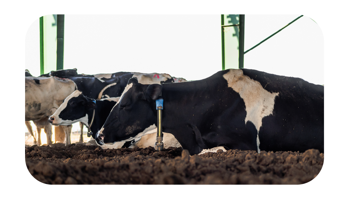 ELEMENTOS WEB MONTHEY-75