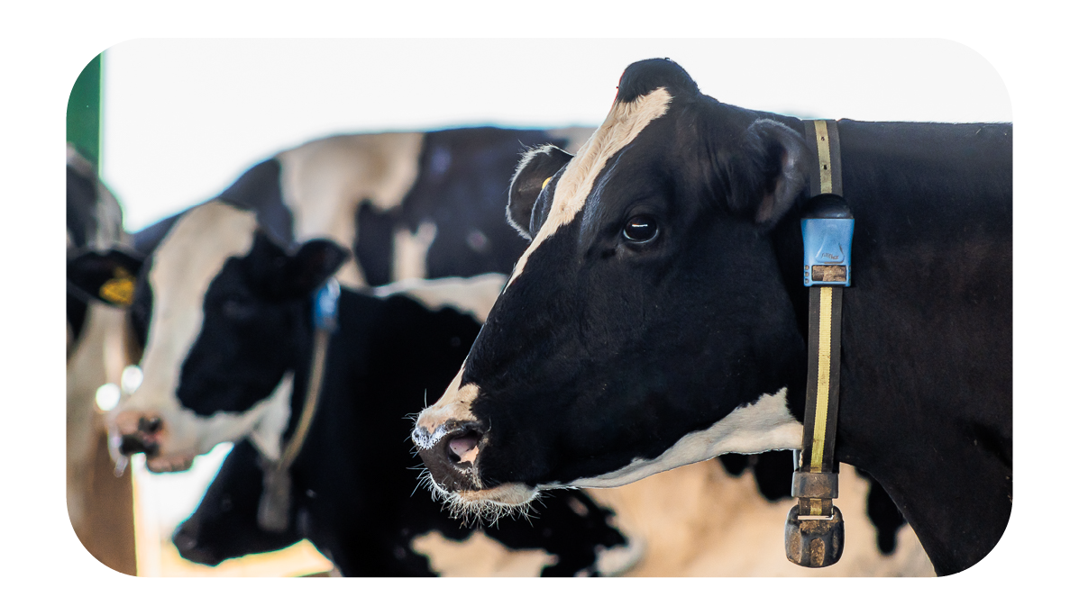 ELEMENTOS WEB MONTHEY-76